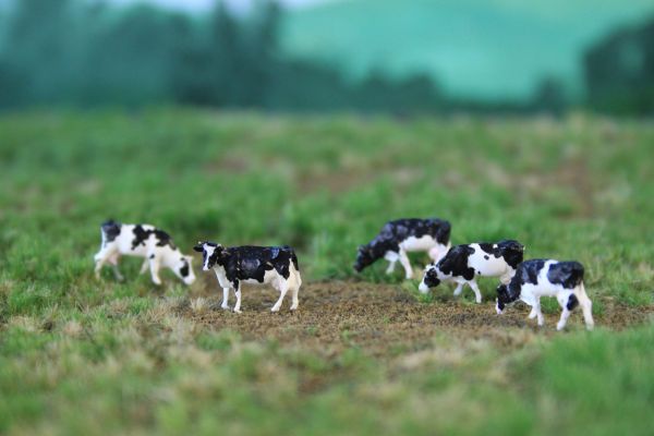 Van Petegem Scenery - NVPS201 - Fünf Holstein-Frisisch Schwarzbunt Kühe / Rinder