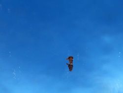 Fleischmann BR 194 - 12/5949-0101 - Isolator mit kleiner Dachleitung