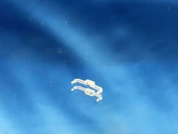 Liliput LINT 27 - L63103-335-1-LU - Lichtleiter unten