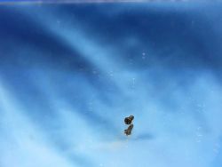 Liliput LINT 27 - L63100-399-1-P - Schraube für Platinenhalterung