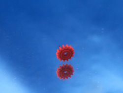 Roco BR 144 / E 44.5 / BR 80 - 86474 - Zwischenzahnrad 14 Zähne